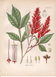 1890年 ケーラーの薬用植物 ニガキ科 クアッシア属 アメリカニガキ Quassia amara L