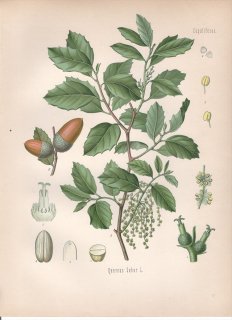 1890年 ケーラーの薬用植物 ブナ科 コナラ属 コルクガシ Quercus suber L
