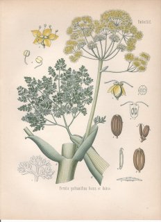 1890年 ケーラーの薬用植物 セリ科 オオウイキョウ属 フウシコウ Ferula galbaniflua Boiss. et Buhse