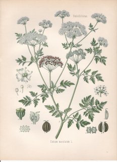 1890年 ケーラーの薬用植物 セリ科 ドクニンジン属 ドクニンジン Conium maculatum L