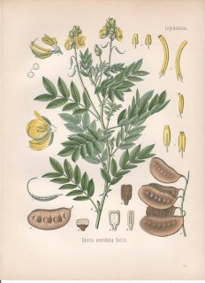 1890年 ケーラーの薬用植物 マメ科 センナ属 センナ Cassia acutifolia Delile