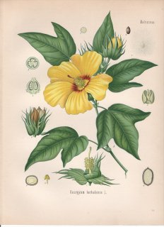 1890年 ケーラーの薬用植物 アオイ科 ワタ属 カイトウメン Gossypium barbadense L 海島綿