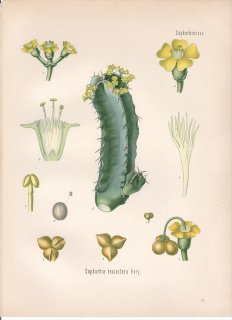 1890年 ケーラーの薬用植物 トウダイグサ科 トウダイグサ属 ハッカクキリン Euphorbia resinifera Berg 多肉植物