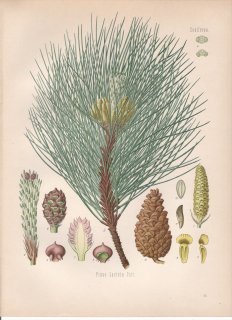 1890年 ケーラーの薬用植物 マツ科 マツ属 ヨーロッパクロマツ Pinus laricio Poir