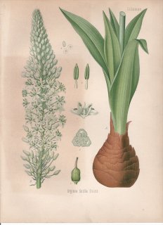 1890年 ケーラーの薬用植物 キジカクシ科 カイソウ属 カイソウ Urginea scilla Steinh