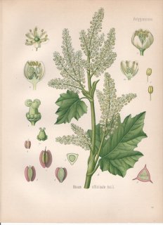 1890年 ケーラーの薬用植物 タデ科 ダイオウ属 ダイオウ Rheum officinale Baill
