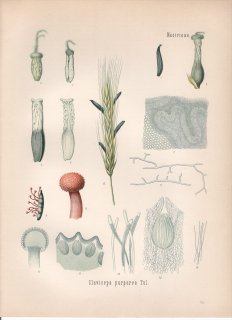 1890年 ケーラーの薬用植物 バッカクキン科 バッカクキン属 バッカクキン Claviceps purpurea Tul 麦角菌