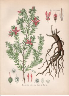 1890年 ケーラーの薬用植物 クラメリア科 クラメリア属 ラタニア Krameria triandra Ruiz et Pavon