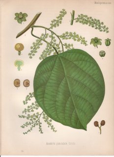 1890年 ケーラーの薬用植物 ツヅラフジ科 アナミルタ属 Anamirta paniculata Colebr