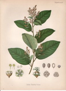 1890年 ケーラーの薬用植物 トウダイグサ科 ハズ属 カスカリラノキ Croton eluteria Bennet 2枚