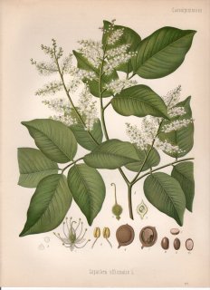 1890年 ケーラーの薬用植物 マメ科 コパイフェラ属 コパイババルサムノキ Copaifera officinalis L