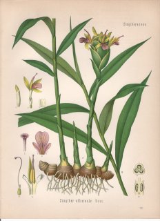 1890年 ケーラーの薬用植物 ショウガ科 ショウガ属 ショウガ Zingiber officinale Rosc