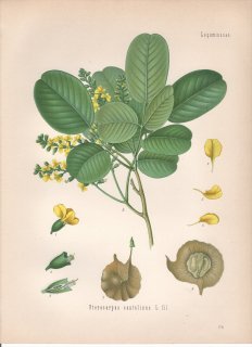 1890ǯ 顼ѿʪ ޥ ɥ°  Pterocarpus santalinus L.fil 