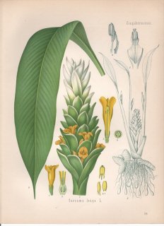 1890年 ケーラーの薬用植物 ショウガ科 ウコン属 ウコン Curcuma longa L ターメリック