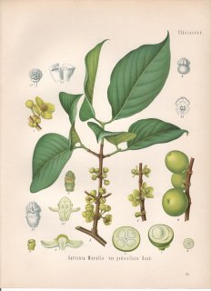 1890年 ケーラーの薬用植物 フクギ科 フクギ属 インドガンボジ Garcinia morella var pedicellata Hanb