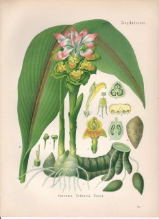 1890年 ケーラーの薬用植物 ショウガ科 ウコン属 ガジュツ Curcuma zedoaria Roscoe