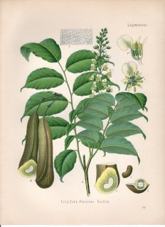 1890年 ケーラーの薬用植物 マメ科 バルサムノキ属 トルーバルサム Toluifera pereirae Baillon