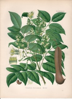 1890年 ケーラーの薬用植物 マメ科 バルサムノキ属 トルーバルサム Toluifera balsamum Miller