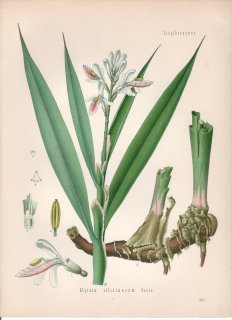 1890年 ケーラーの薬用植物 ショウガ科 ハナミョウガ属 コウリョウキョウ Alpinia officinarum Hance