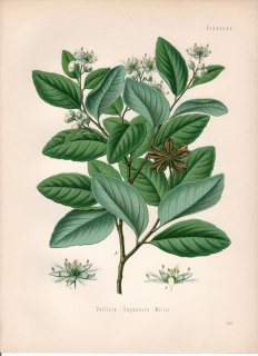 1890年 ケーラーの薬用植物 キラヤ科 キラヤ属 シャボンノキ Quillaja saponaria Molini