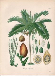 1890年 ケーラーの薬用植物 ヤシ科 ビンロウ属 ビンロウ Areca catechu L