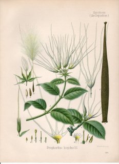 1890年 ケーラーの薬用植物 キョウチクトウ科 ストロファンツス属 Strophanthus hispidus D.C