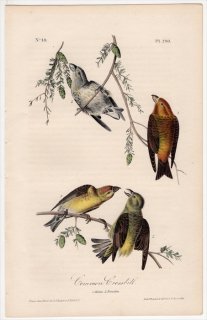 1840年 Audubon Birds of America Pl.200 アトリ科 イスカ属 イスカ 雄 雌 Common Crossbill