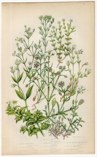 1855年 Pratt 英国の顕花植物 Pl.43 ハマミズナ科 ハマミズナ ナデシコ科 ホソバツメクサ ノミノツヅリ タチハコベ ハマハコベ
