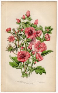 1855年 Pratt 英国の顕花植物 Pl.47 アオイ科 ゼニアオイ属 モクアオイ ビロードアオイ属 ウスベニタチアオイ