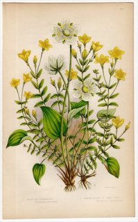 1855年 Pratt 英国の顕花植物 Pl.51a ニシキギ科 ウメバチソウ オトギリソウ科 オトギリソウ属