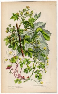 1855年 Pratt 英国の顕花植物 Pl.52 ムクロジ科 セイヨウカジカエデ コブカエデ カタバミ科 コミヤマカタバミ カタバミ
