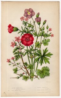 1855年 Pratt 英国の顕花植物 Pl.53 フウロソウ科 アケボノフウロ ヒメフウロ マルバフウロ オトメフウロ