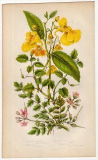 1855年 Pratt 英国の顕花植物 Pl.55 フウロソウ科 オランダフウロ ジャコウオランダフウロ ツリフネソウ科 キツリフネ