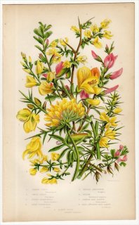 1855年 Pratt 英国の顕花植物 Pl.56 マメ科 ハリエニシダ ヒトツバエニシダ属 エニシダ オノニス属 キドニーベッチ