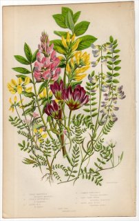 1855年 Pratt 英国の顕花植物 Pl.62 マメ科 ゲンゲ属 オルニトプス属 オノブリキス属 ホースシューベッチ