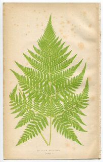 1859年 LOWE シダ類 Vol.7 Pl.1 オシダ科 ラストレオプシス属 Aspidium recedens