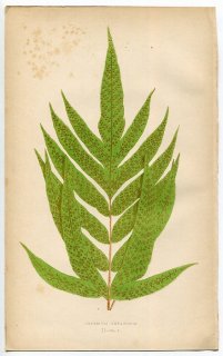 1859年 LOWE シダ類 Vol.7 Pl.2 ナナバケシダ科 ナナバケシダ属 Aspidium repandum