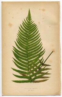 1859年 LOWE シダ類 Vol.7 Pl.3 ヒメシダ科 ケホシダ属 Aspidium patens