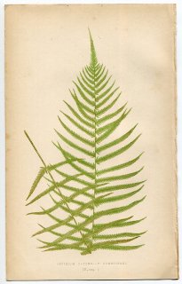 1859年 LOWE シダ類 Vol.7 Pl.4 ヒメシダ科 ケホシダ属 Aspidium patens V.Hendersoni
