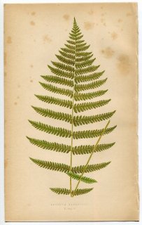 1859年 LOWE シダ類 Vol.7 Pl.5 ヒメシダ科 アマウロペルタ属 Aspidium kaulfussii