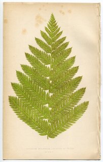1859年 LOWE シダ類 Vol.7 Pl.10 ヒメシダ科 アマウロペルタ属 Aspidium strigosum