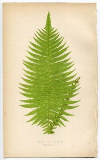 1859年 LOWE シダ類 Vol.7 Pl.15 ヒメシダ科 コバザケシダ属 Mesochlaena javanica