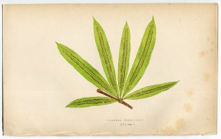 1859年 LOWE シダ類 Vol.7 Pl.16 ツルシダ科 ツルシダ属 Oleandra neriiformis
