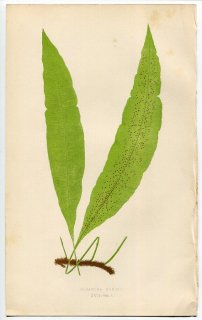1859年 LOWE シダ類 Vol.7 Pl.17 ツルシダ科 ツルシダ属 Oleandra nodosa