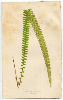 1859年 LOWE シダ類 Vol.7 Pl.18 タマシダ科 タマシダ属 Nephrolepis pectinata