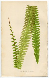 1859ǯ LOWE  Vol.7 Pl.19 ޥ ޥ° 襦ޥ Nephrolepis exaltata