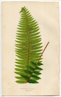 1859ǯ LOWE  Vol.7 Pl.21 ޥ ޥ° Nephrolepis hirsutula