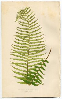 1859年 LOWE シダ類 Vol.7 Pl.23 タマシダ科 タマシダ属 Nephrolepis davallioides