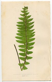 1859年 LOWE シダ類 Vol.7 Pl.24 タマシダ科 タマシダ属 Nephrolepis davallioides var.Dissecta