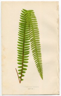 1859年 LOWE シダ類 Vol.7 Pl.25 タマシダ科 タマシダ属 タマシダ Nephrolepis tuberosa